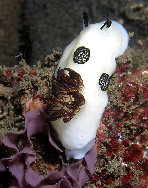 Nudibranch: Joruna funebris