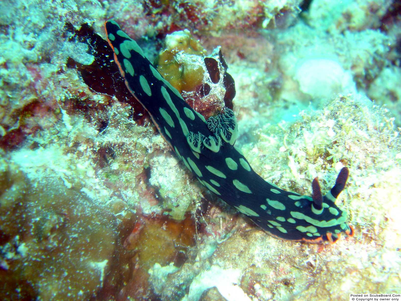 Nudibranch @ Kapalai