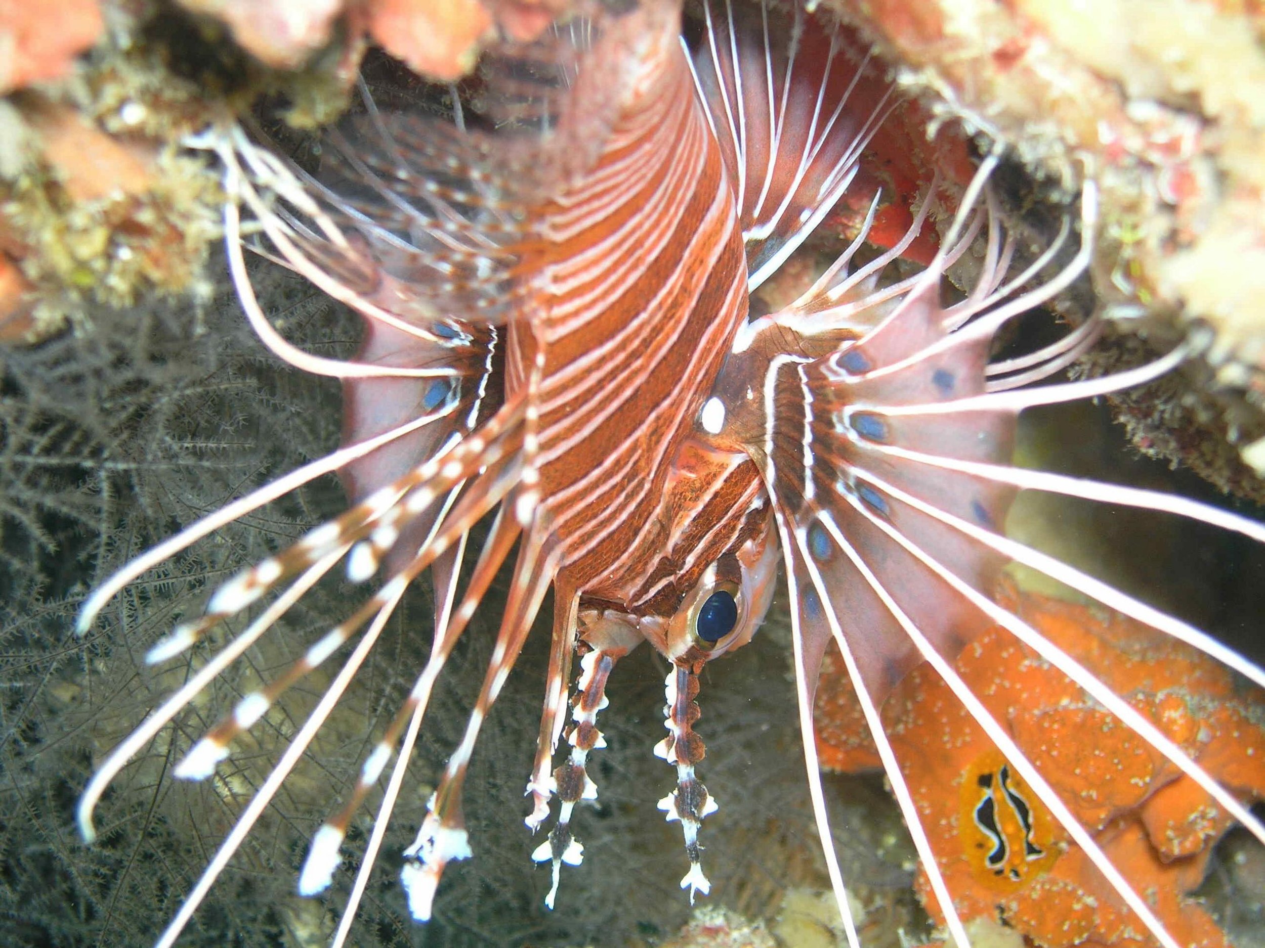 Nudibranch & Lion Fish Stand-Off