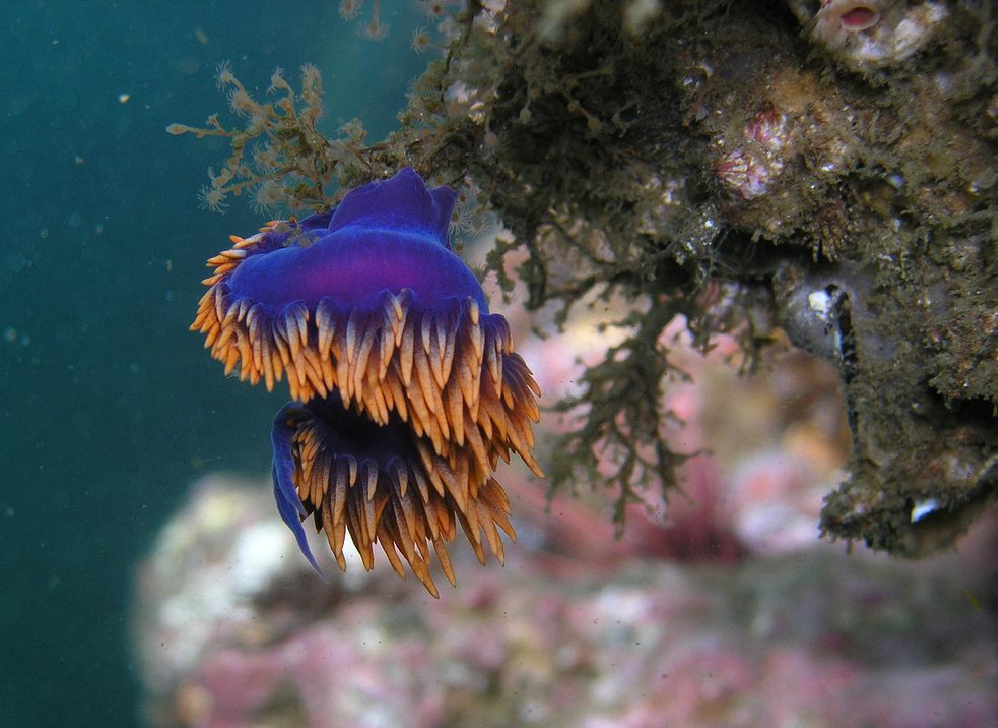 Nudibranch - Macro - Santa Cruz Island, CA