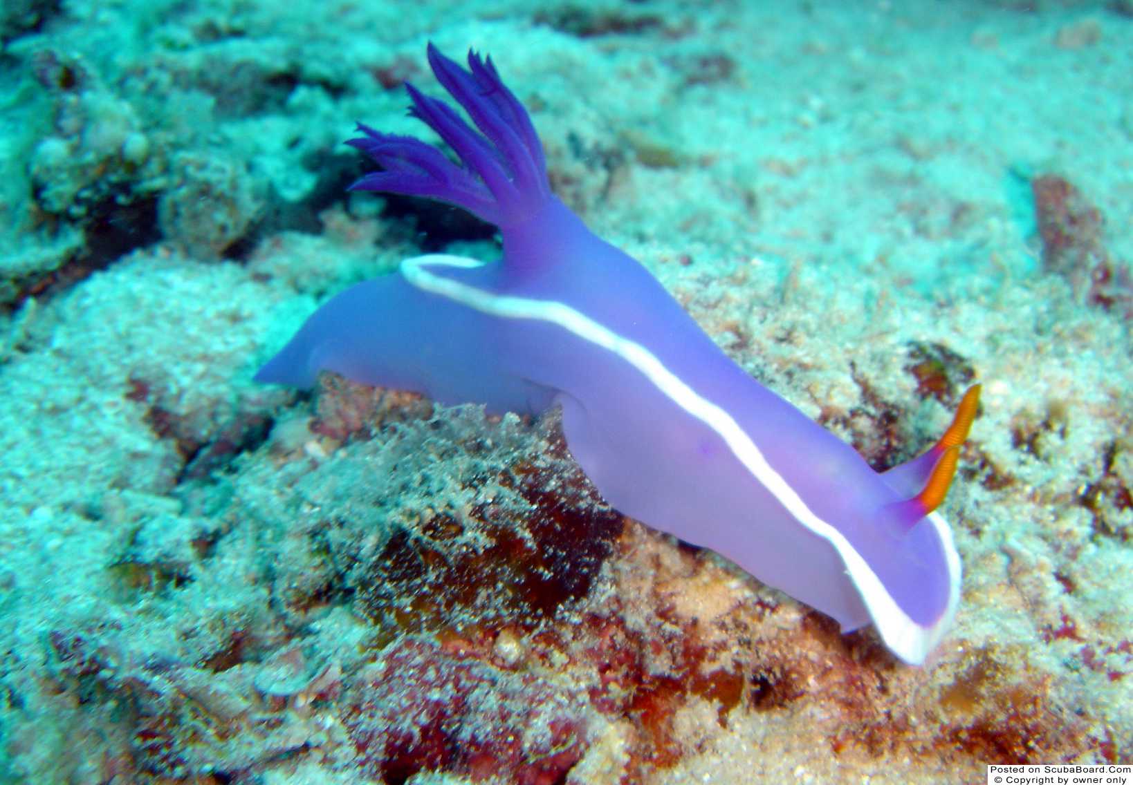 Nudibranch @ Mantis Ground, Kapalai