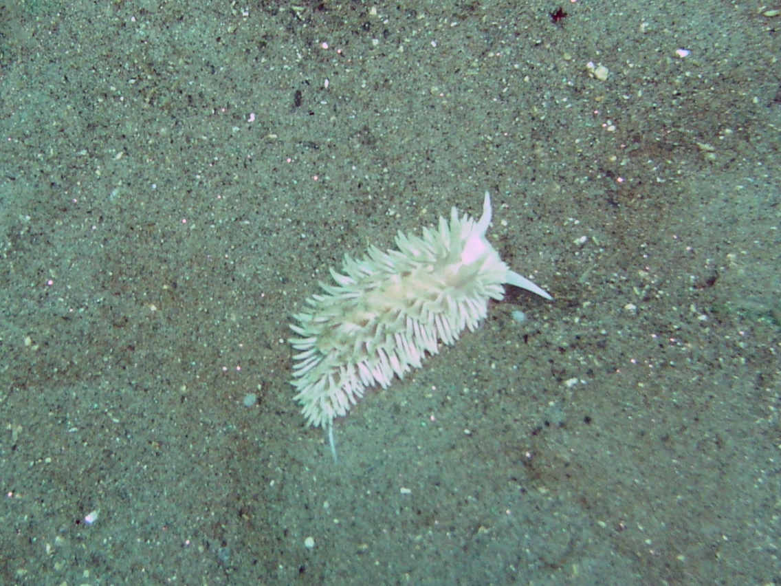 Nudibranch (Neat Aeolid?)