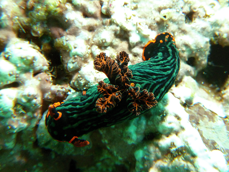 Nudibranch: Nembrotha kubaryana