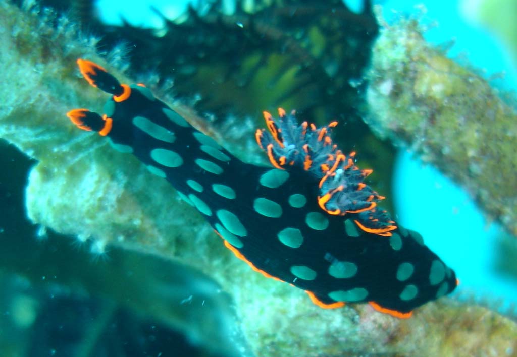 Nudibranch - Nembrotha kubaryana