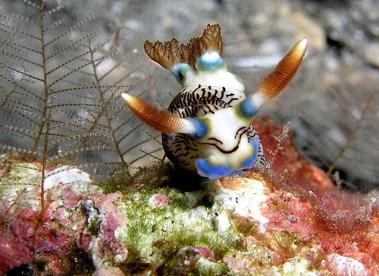 Nudibranch - Nembrotha lineolata