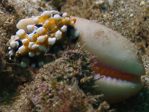 Nudibranch : Ocellate Phyllidia