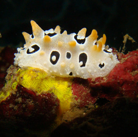 Nudibranch of Subic Bay