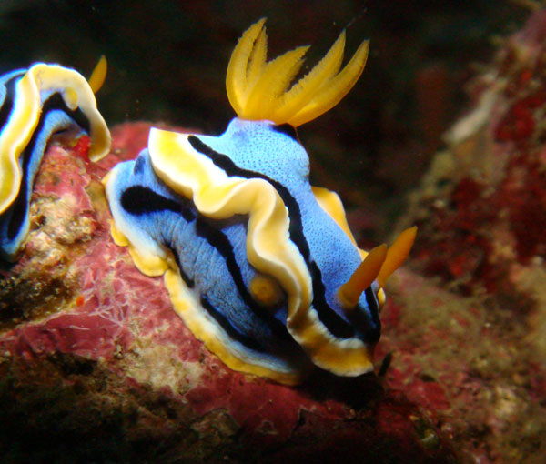 Nudibranch of Subic Bay