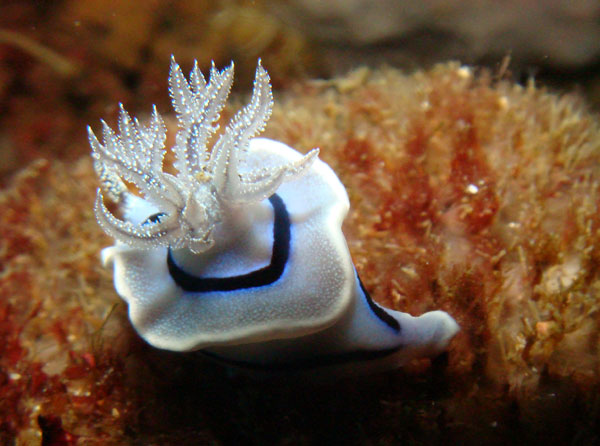 Nudibranch of Subic Bay