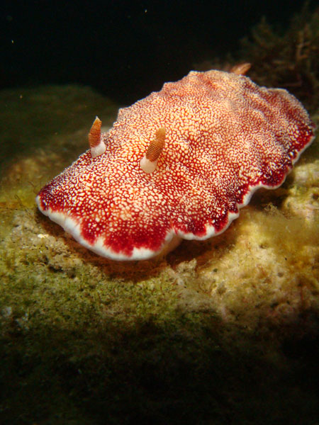 Nudibranch of Subic Bay
