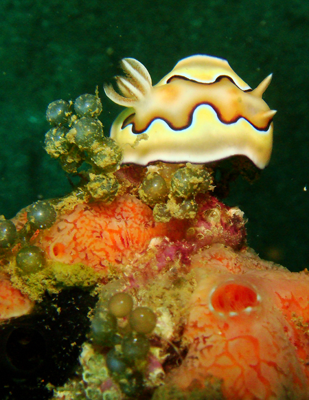 Nudibranch of Subic Bay