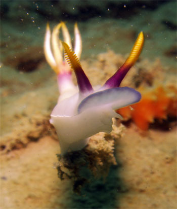 Nudibranch of Subic Bay