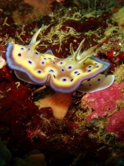 Nudibranch of Subic Bay