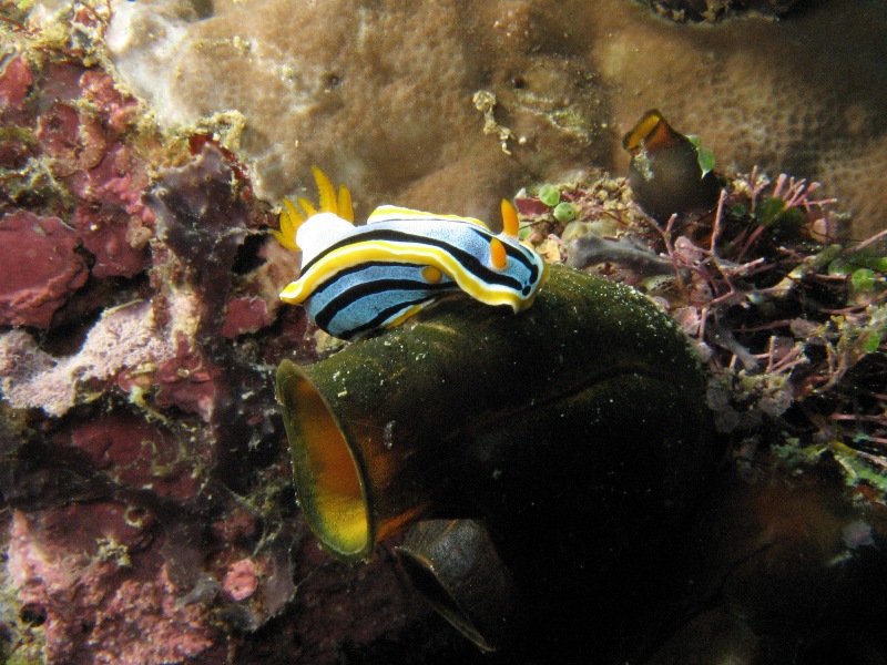 Nudibranch On A Sponge