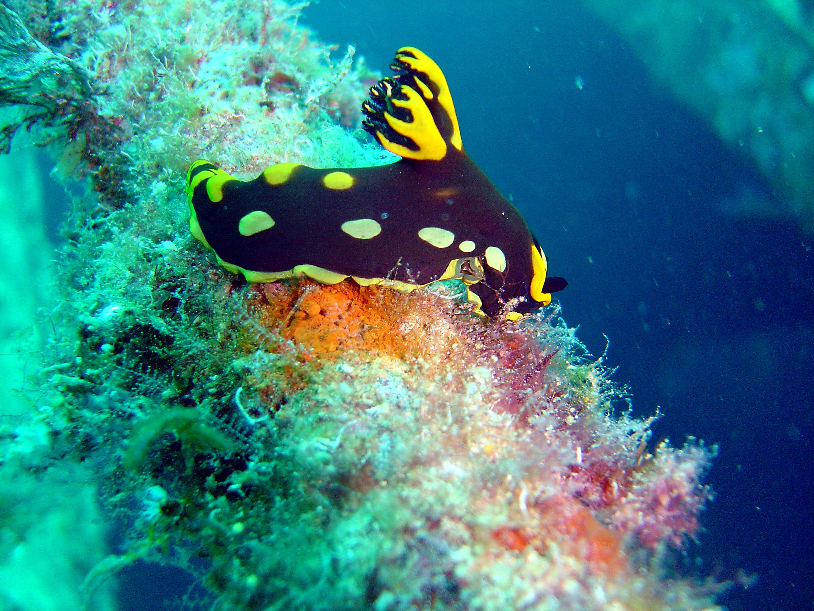 nudibranch on kudima wreck