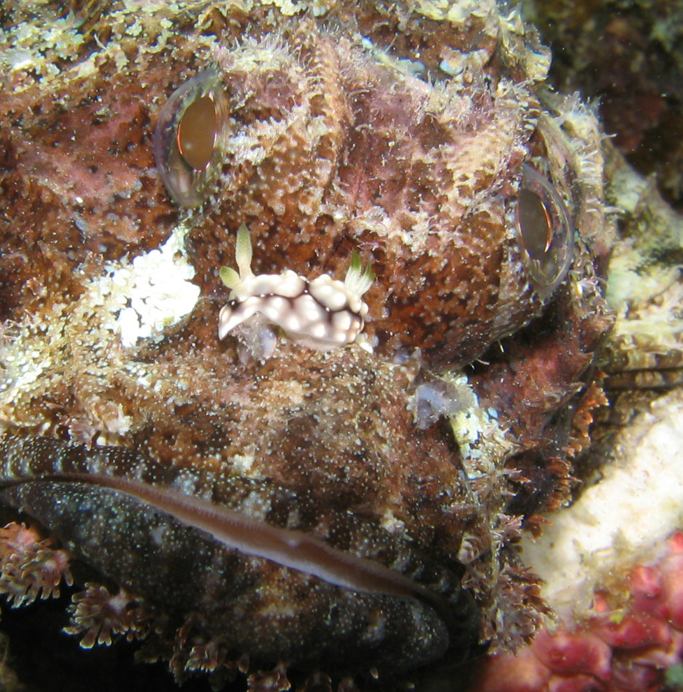 Nudibranch on Scorpionfish