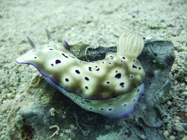 Nudibranch On The Move