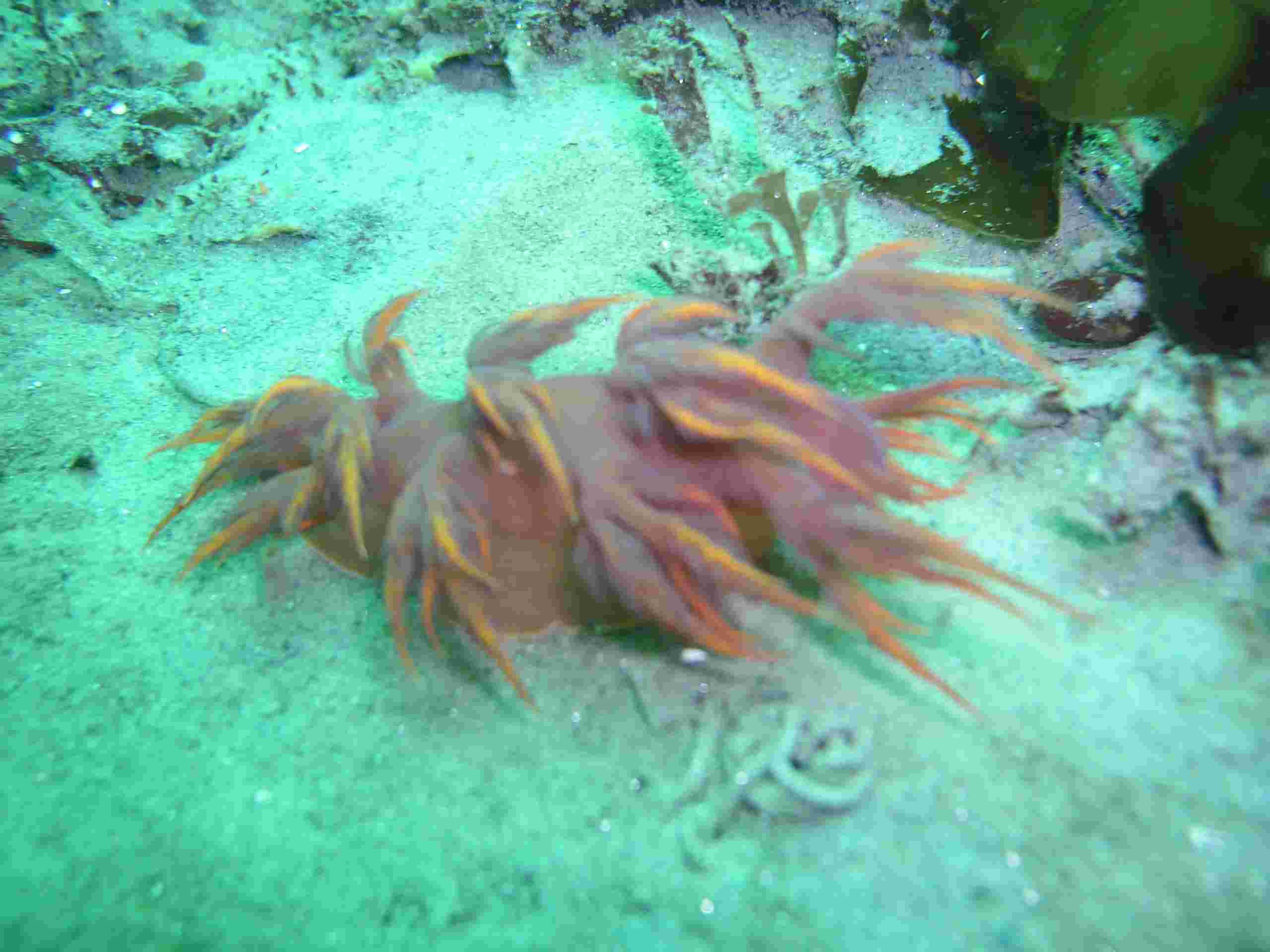 Nudibranch (Rainbow Dendronotid)