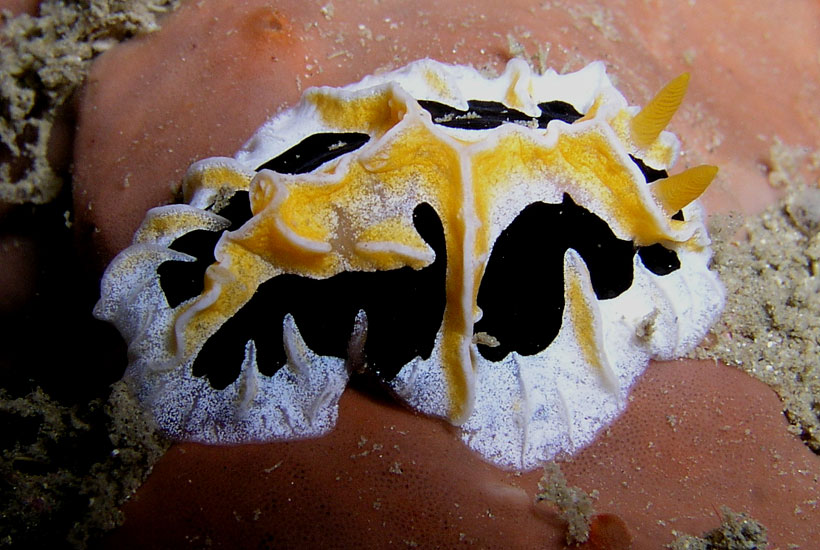 Nudibranch - Reticulidia