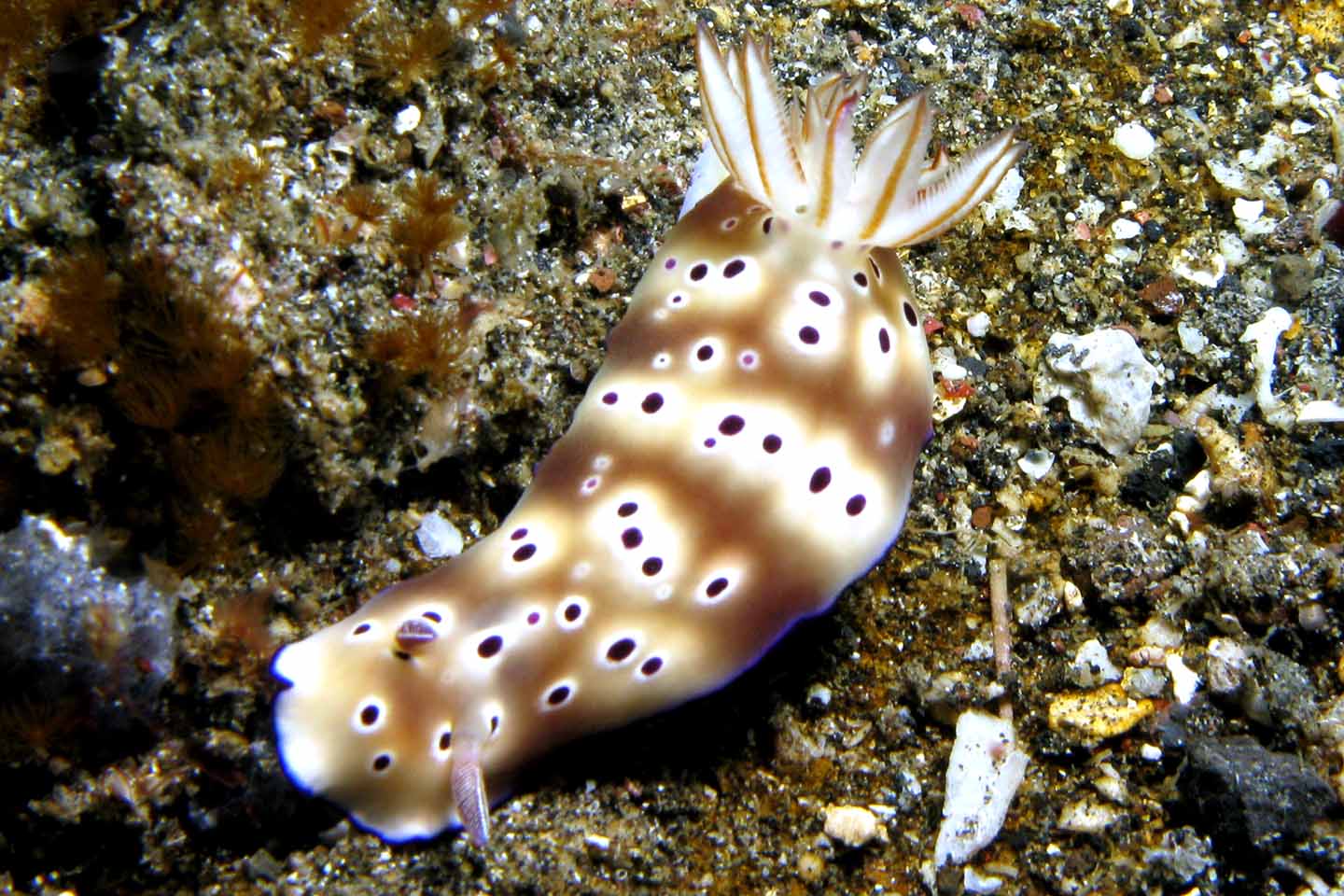 Nudibranch - Risbecia tryoni