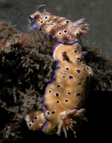 Nudibranch - Risbecia tryoni