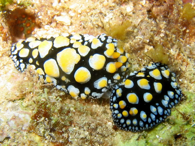 Nudibranch - Scrambled Egg Pair