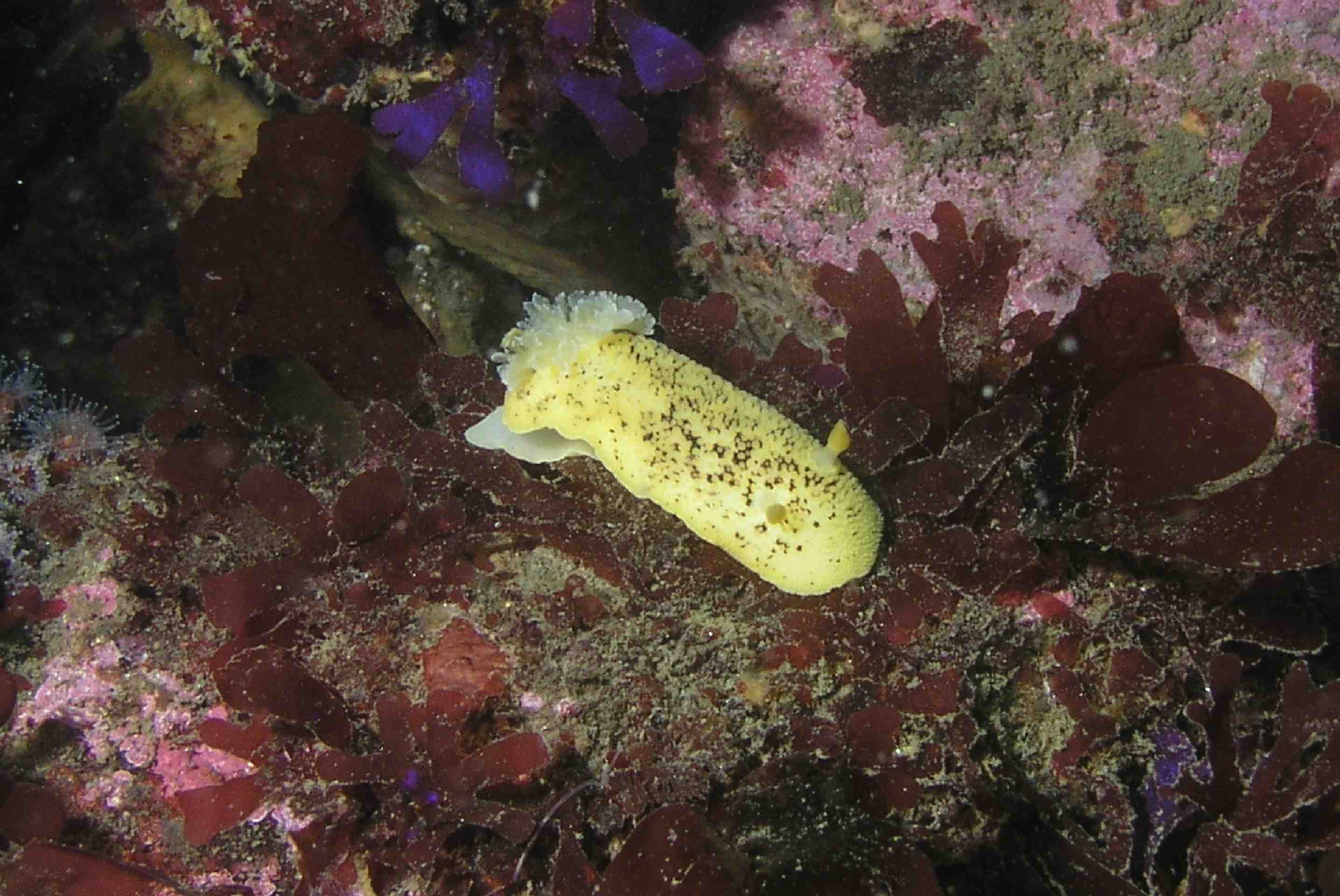 Nudibranch (Sea Lemon?)