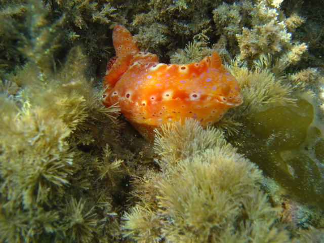 NUDIBRANCH (Short Tailed Ceratosoma)