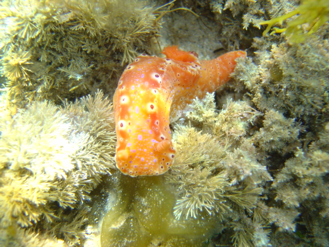 NUDIBRANCH( Short Tailed Ceratosoma)