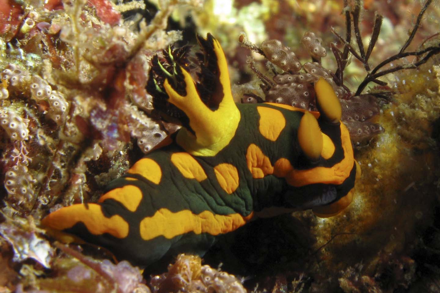 Nudibranch - Tambja gabrielae