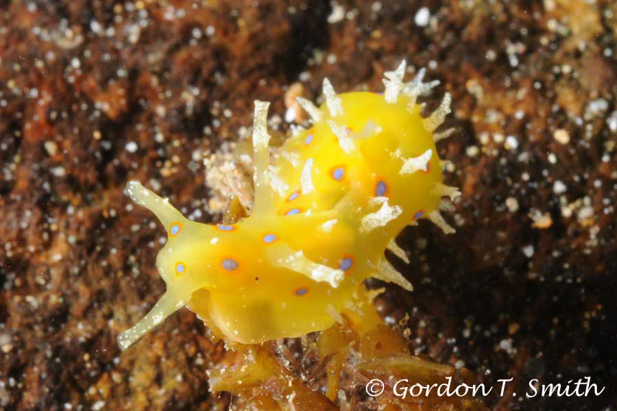 Nudibranch to be indentified