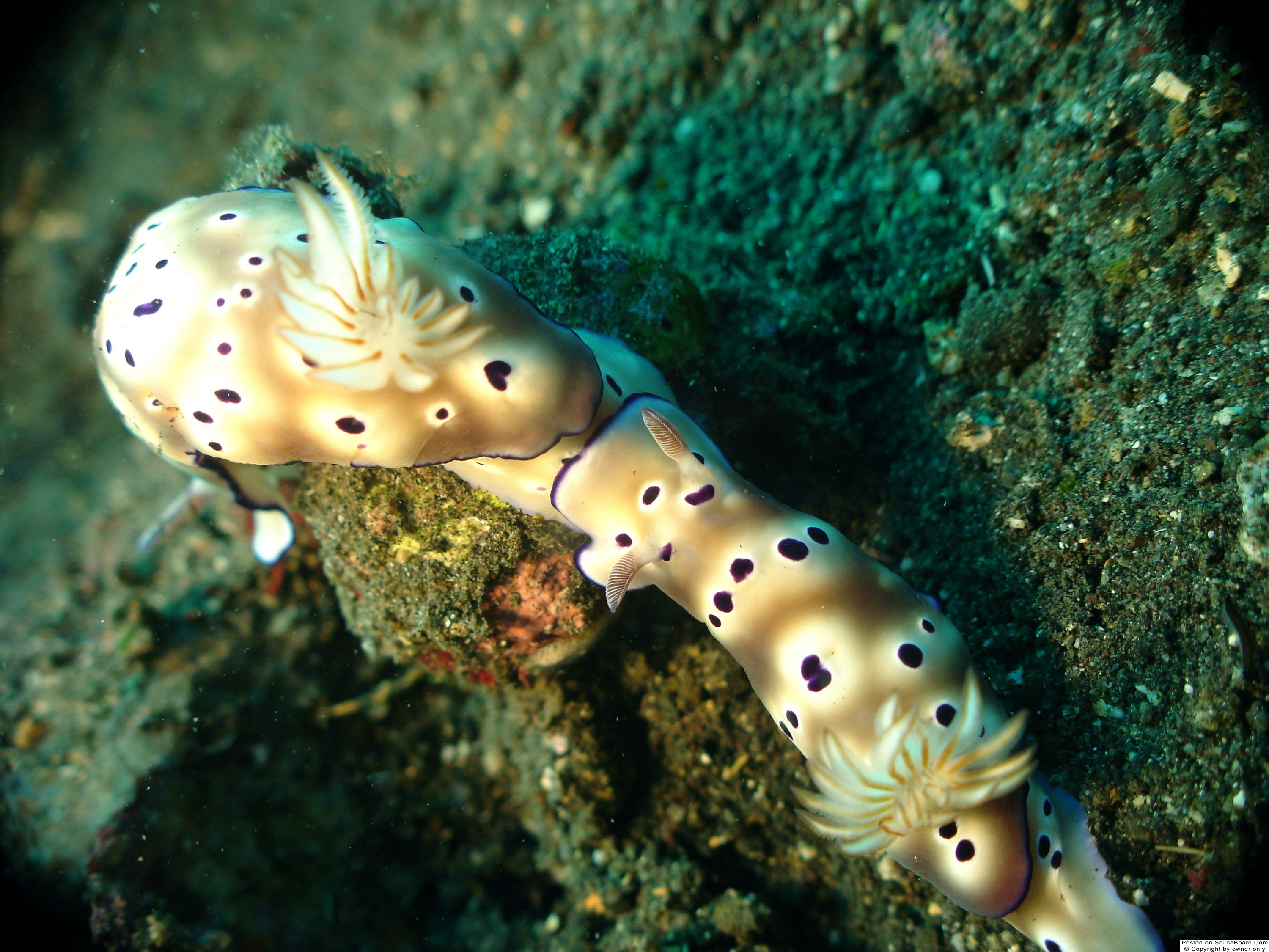 Nudibranch, Tulamben