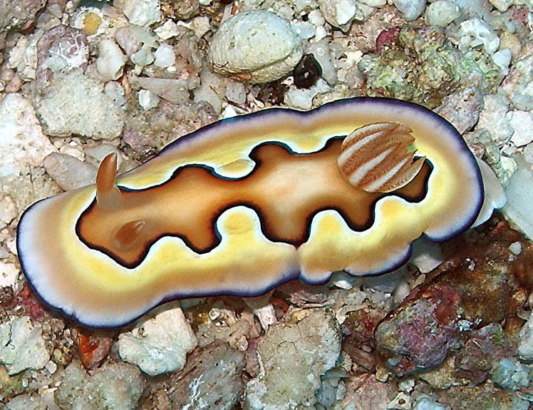 Nudibranch Wakatobi Pelagian