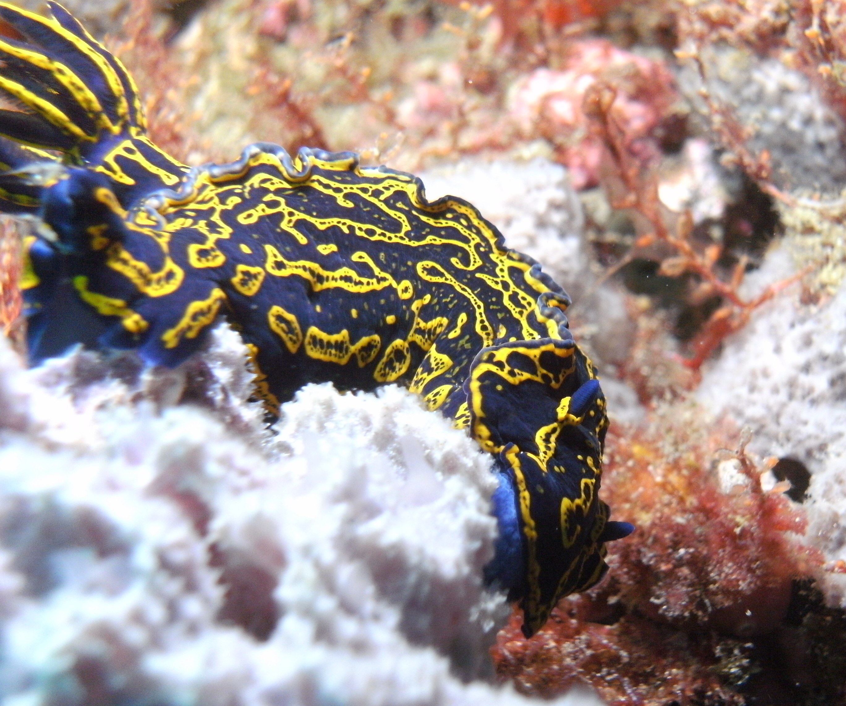 nudibranch while diving in jupiter florida 2