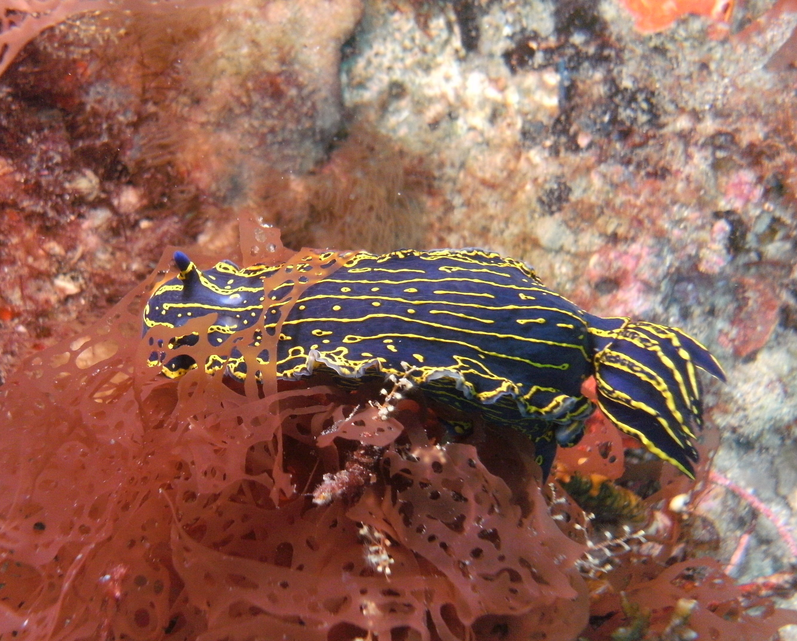 nudibranch while diving in jupiter florida 3