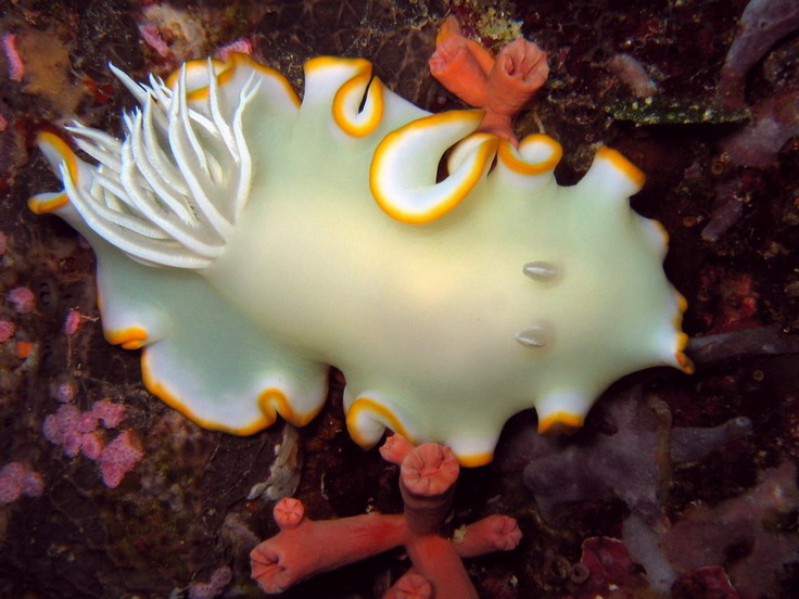 Nudibranch - White & Orange