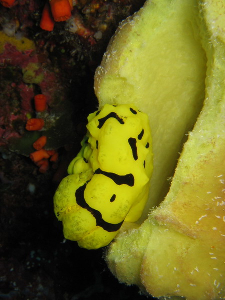 Nudibranch Yellow & Black