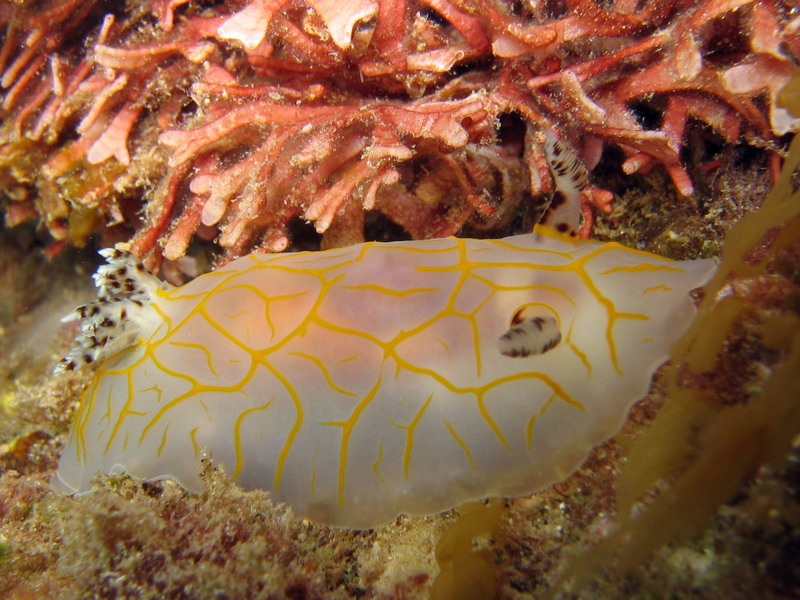 Nudibranch Yellow Striated