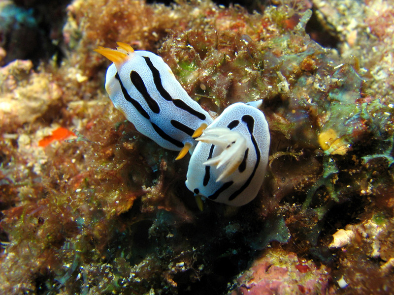 Nudibranch