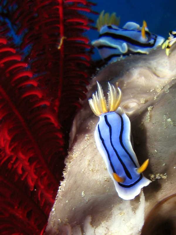 Nudibranch