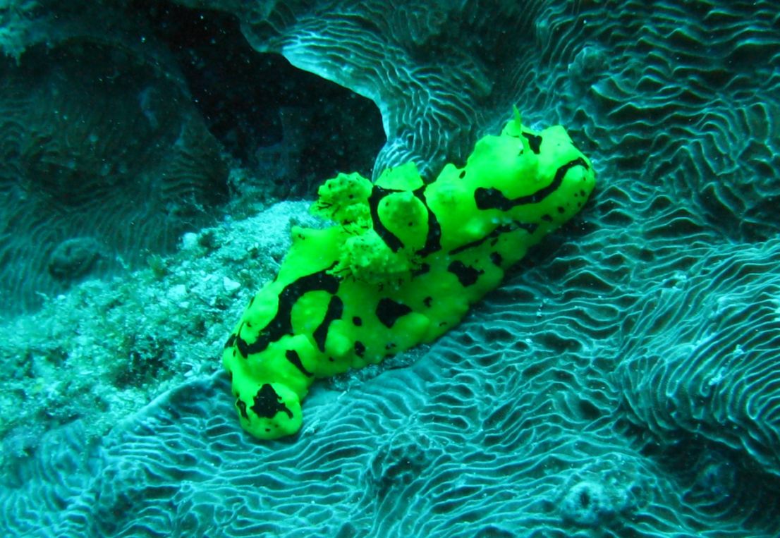 nudibranch