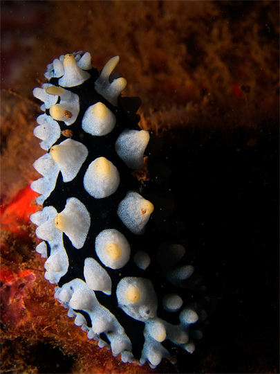 nudibranch