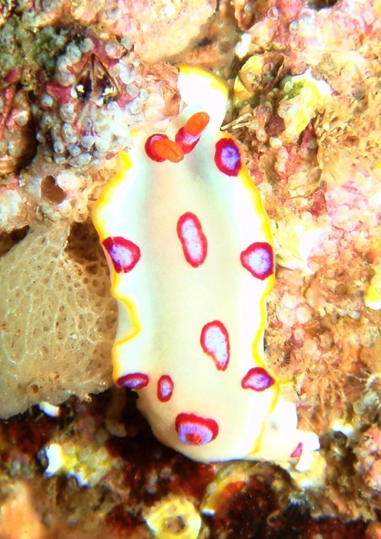 Nudibranch