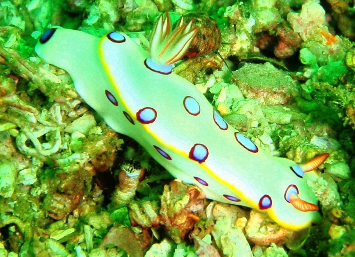 Nudibranch