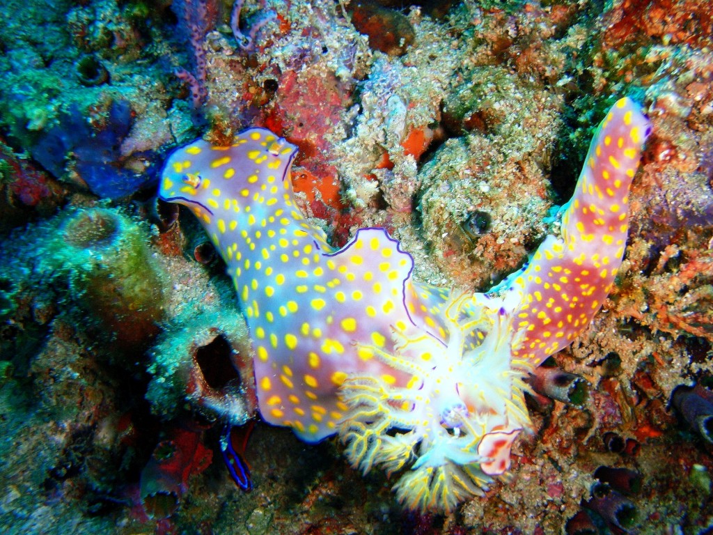 Nudibranch