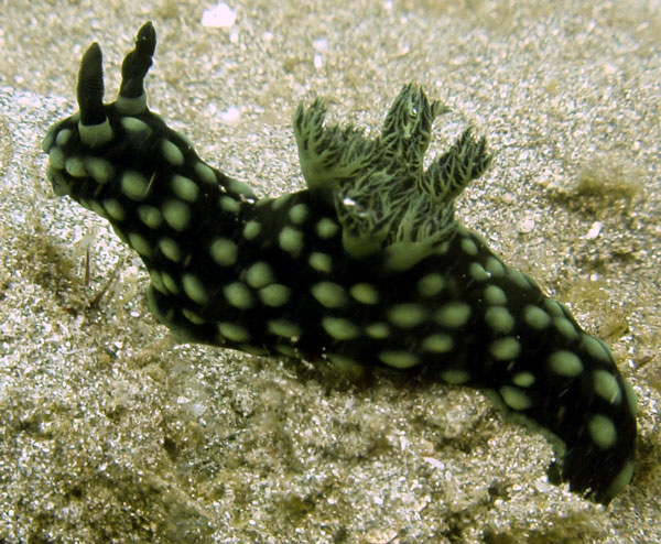 Nudibranch