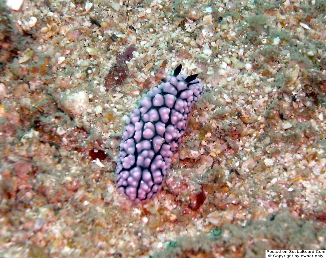 Nudibranch