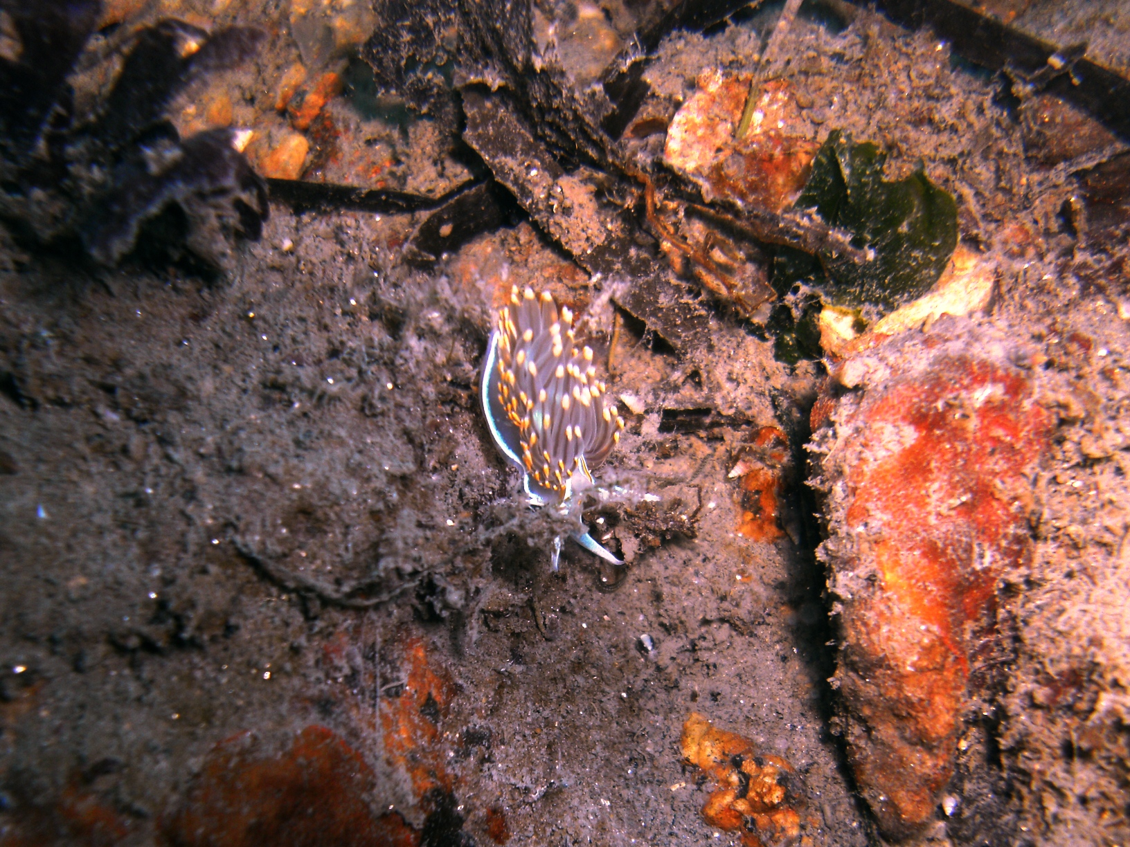 Nudibranch