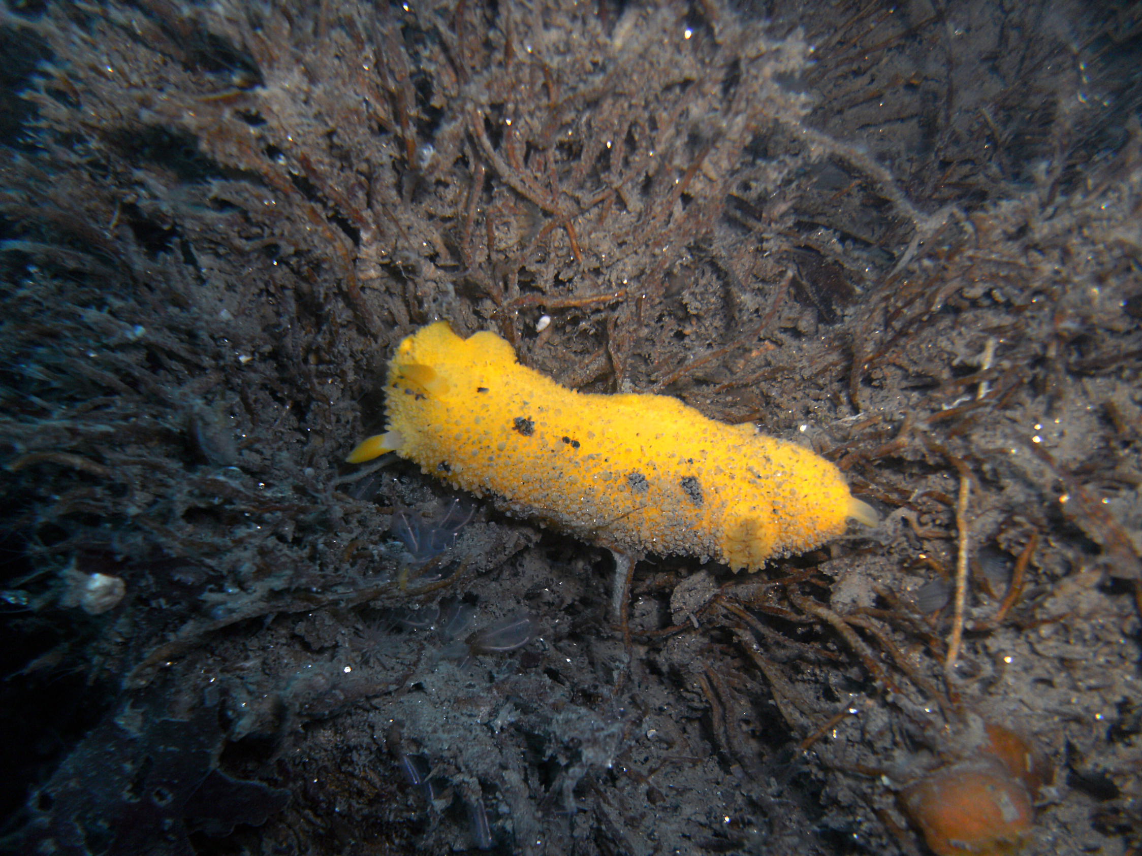 Nudibranch