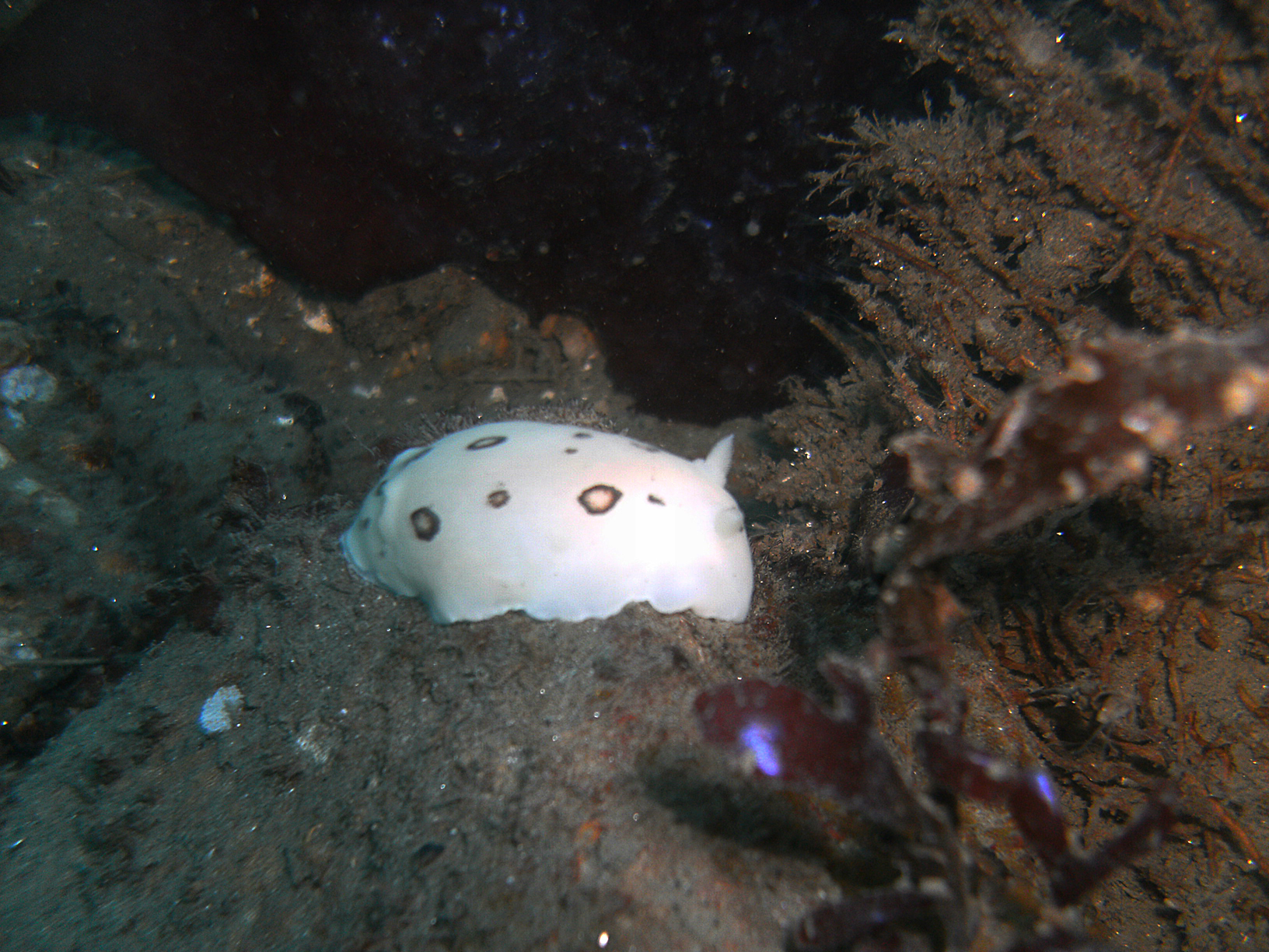 Nudibranch